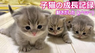 [Kitten growth record ♡ Munchkin short legs ♡ Raising Tama-chan]  Cat parenting video ♡