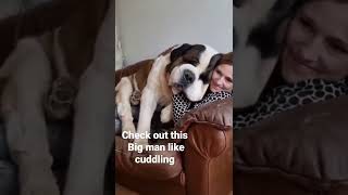 mom cuddle time with this big man dog #dog #shortsvideo #cutedog #cuddletime