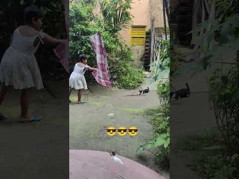 🐱💥 Cat Fighter Showdown! | Who Wins the Street Fight?! 😼🔥 #CatFight #FunnyShorts
