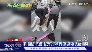 好萌! 聽聞「洗澡」就想逃 狗狗「霸道」拒入寵物店｜TVBS新聞