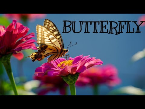 :🦋 All About Butterflies for Kids! 🦋