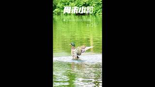 自由自在#Happy Duck返老还童#童乐#野鸭嘎嘎嘎#休闲生活#身心健康#慢老