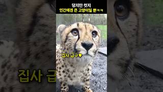 덩치만 컷지 인간에겐 큰 고양이일 뿐ㅋㅋ