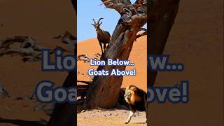 Two Goats Stuck in a Tree After Lion Attack! #GoatVsLion #WildlifeShorts #CrazyAnimalEscape
