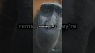 Monkeys are not just cute, they are amazing #monkey #monkeyvideo #monkeysounds