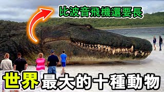 世界上最大的十種動物，體型超過10輛坦克竟然只排在第十位，第一名體型太大，超越恐龍，比波音飛機還要長！