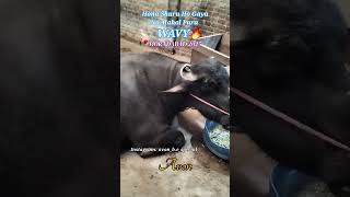 Moradabad big bull qurbani 2025 . #2025 #Moradabad #avonbakraeidspecial #bakraeid #viral #trending