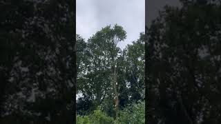 oak Tree Top! #arborist #justsendit #arblife #climbing #treeclimber #chainsaw #sthil #climbing