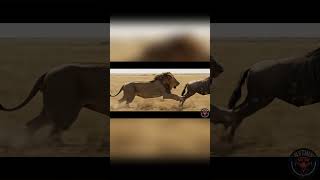 What Happens When a Lion Goes Full Speed?#LionHunt #WildebeestChase