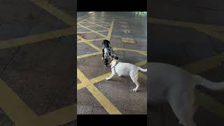 Labrador Goes Wild Chasing Robo-Dog, LOL  #dog  #doglover #robot #robodog