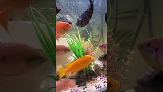 Kung Fu Fish #fish #tanklife #tankattack #attitude