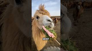 How Camels Eat Cactus Without Getting Hurt?🤯