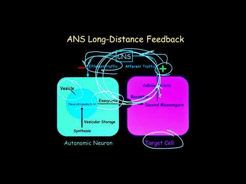 Chemical Messengers of the Autonomic Nervous System (7 of 24)
