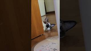 田舎の日常with猫#田舎暮らし #田舎 #ねこのいる生活 #猫 #自然 #日常 #猫のいる暮らし