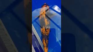 SIMPLY STUNNING METALLIC HI UTSURI 26cm NOW AVAILABLE #koi #koifish #hiutsuri