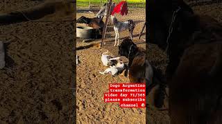 Day 71/365 Dogo Argentino transformation video @Bullyk9 #transformation #day71 #music
