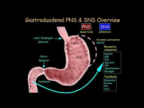 Important Components of the Autonomic Nervous System (5 of 24)