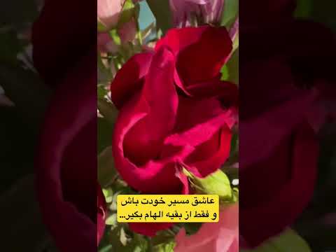 معلومه چقد عاشق گلهامم؟ سریع عوض میکنم از این به اون 😂 رفیق جدا خودتو با کسی مقایسه نکن. #shorts