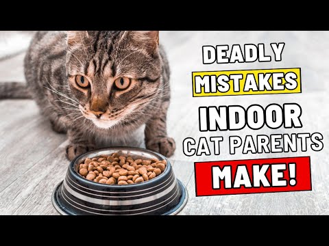 Scientists Warn: If You Have an Indoor Cat, Never Do This