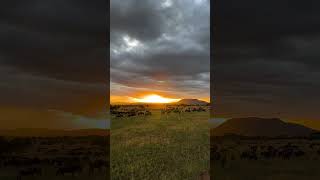 chasing Sun sets #masaimaranationalpark  #wildbeasts #chasingsunsets