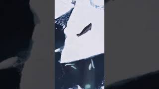 Orca Hunt: The Battle for Survival on Ice #shorts #wildlife