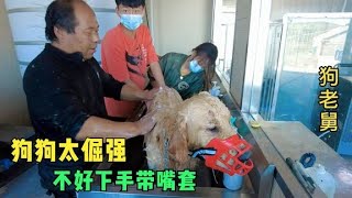 流浪狗基地来俩实习生给狗狗洗澡，狗狗太倔强，老舅一出手立马听话  Dog rescue in China 20211006