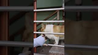 家中常备一只成精的狗子，准备没错呀！#pets #萌宠 #寵物