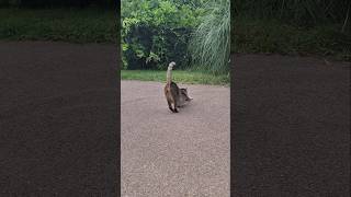 #cat #funny #animals #pets #youtubeshorts