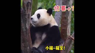 福宝在雨中等徐奶爸归来#大熊猫福宝 #福宝 #熊猫 #熊猫小剧场