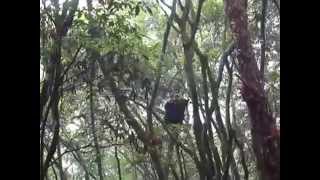 201012玉山國家公園大分地區拍攝之台灣黑熊