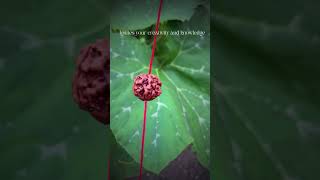 How to wear Rudraksha | Know The Benefits Of 4 Mukhi Rudraksh | GemsMantra | Astro Arun Pandit