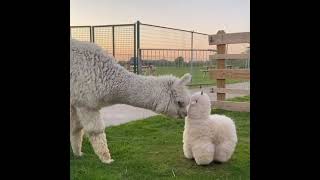 Llama meets stuffed animal #shorts