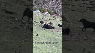 坎高犬斗棕熊 凶猛的棕熊遭遇坎高犬会怎么样#神奇动物 #野生动物零距离 #解说版动物世界#内容启发搜索