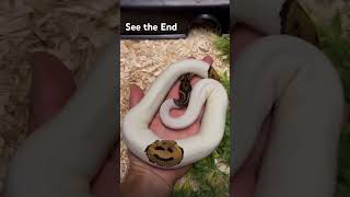 White snake #snake #whitesnake #snakelovers #petsnake #pets