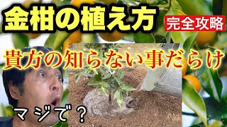金柑植え付け動画【キンカン植える】分かりやすさイチバン！