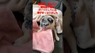 認知症進みボーッとしていますはつ #認知症犬 #shorts