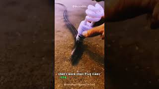 #facts #epicwildlife #animals #wildcreatures #wildlife #fish #snakehead #epiceelsjourney #eelsexpedi
