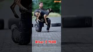 🔥👺❤️ german shepherd training centre#belgian malinois puppy training#german shepherd puppies
