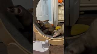 Ferret Fun on the cat wheel #ferret #happypets #cuteanimalsvideos