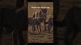 tiger herd, herd🐅🥺#shorts