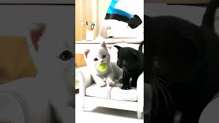 white and black aicat part-15 flags  #aicat7 #cat #whitecat #cuteanimals #catlover #cutewhitecat