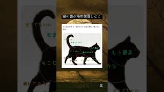 猫の喜ぶ場所覚えとこ！　#shorts #おすすめ #fyp #cat