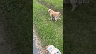 前面有一隻超可愛的狗勾