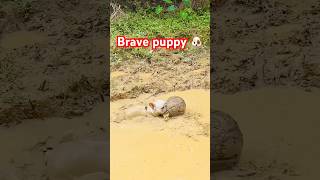 Brave puppy 🐶#puppyvideo #puppyshort #Bravepuppy #funnypuppy #doggielife #petdog #shorts #short