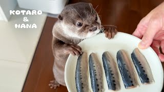 Otter Eats Sardines for the First Time and Gets Hooked