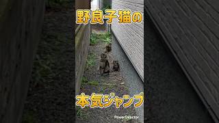 野良子猫の本気ジャンプ！