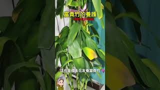 富貴竹黃葉跟你換水有很大關係#富贵竹 #植栽 #室內植物 #gardening #花花世界