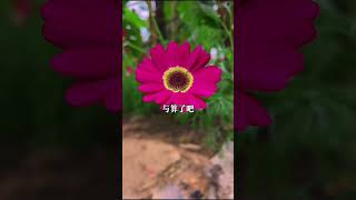 人生最大的幸福是身已安与心已宽 #禅悟人生 #悟人生 #老人言