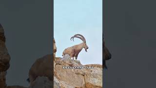 胆大的野山羊 野山羊竟然独自闯入牧民的羊群里面#解说版动物世界#野生动物零距离#山羊