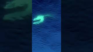 Great Orcas Hunting Salmon Fish #viral #orcas #Salmon #orcahunting